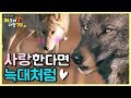 "난 너만 바라봐" 사랑한다면 늑대처럼♡ : 와일드 특집 1편