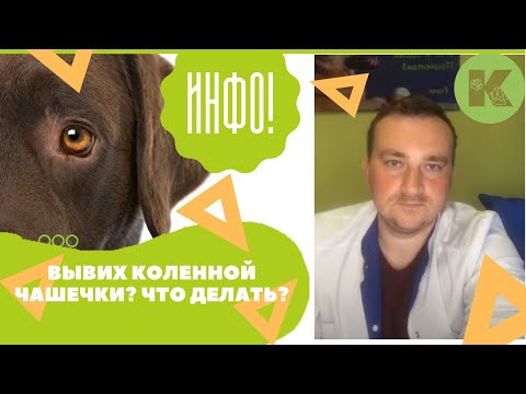 Видео: Вывих коленной чашечки у кошек