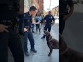 Dog bark to police #dogs #police #shorts