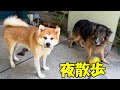 夜散歩、iphone17promaxで秋田犬そら君シェパード犬マック撮影してみた