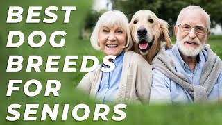 Dog Breeds For Seniors by Deer Lodge Wildlife & Nature Channel 174 views 9 months ago 1 minute, 59 seconds