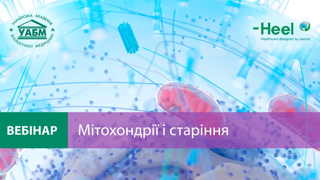 Мітохондрії та старіння