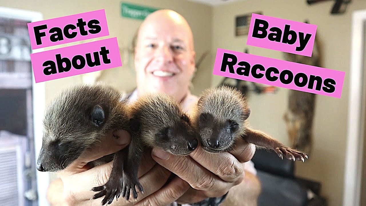 Can Baby Raccoons Eat Bananas?
