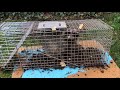 Caught Raccoon Using Havahart Trap