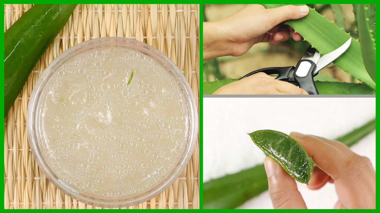 How to Make Aloe Vera Gel at Home   Easiest Way