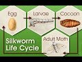 The life cycle of silkworm