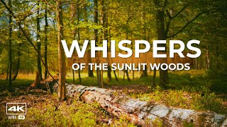 🌳Whispers of the Sunlit Woods: Relaxing Forest Sounds
