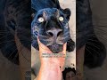 Black big cat #cat #entertaininganimals #funnyanimal #funny #petsrule #animals #bigcat #viral
