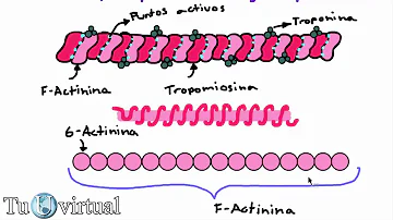 ¿Cuál es la función de la troponina y tropomiosina?