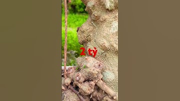 gã đầu bạc 2 tỷ cây và người gã đầu bạc hốt hết