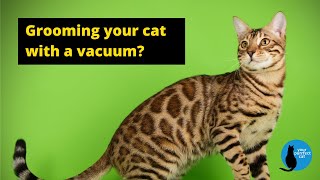 Grooming your cat with a vacuum? #cat #groomingcat #petvacuum by Your Purrfect Cat 36 views 9 months ago 9 minutes, 24 seconds