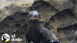 León marino bebé es salvado por su mamá | El Dodo by El Dodo 411,833 views 5 months ago 3 minutes, 35 seconds