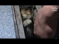 Kitten Stuck In A Narrow Pit Grabs Passengers To Play With Him | Kritter Klub