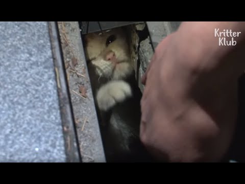 Vídeo: Gato Curioso Resgatado Depois De Ficar Preso No Ralo De Lixo