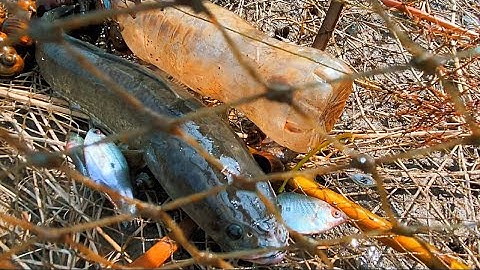 Thăm Bẫy Cá Mùa Lũ Dính Cá Lóc Bự Thấy Mê | Xinh Cá Miền Tây