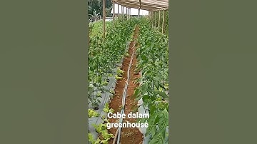Thumbnail of Uji coba menanam cabe rawit dalam greenhouse #cabai #caberawit #cabekriting #petanimilenial #tani