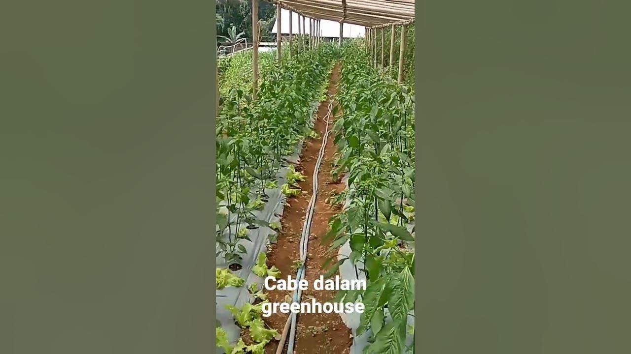 Uji coba menanam cabe rawit dalam greenhouse #cabai #caberawit #cabekriting #petanimilenial #tani