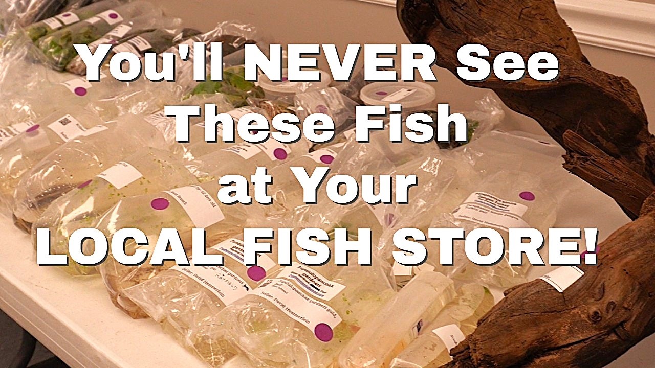 Rare Locally Bred Fish [and a lot more] at this *MEGA AUCTION*