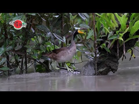 সুন্দরবনের বন্যপ্রাণী (Wildlife of the Sundarbans) by Nature and Life Foundation