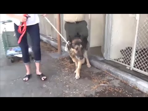Пса вывели из