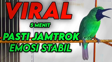 Masteran Dan Terapi Cucak Ijo Drop Mental,Birahi Melet & Macet Bunyi Dengar ini Auto Langsung Nyaut.