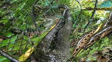 Lần đầu tiên thăm lờ cá lóc dính con rắn khủng