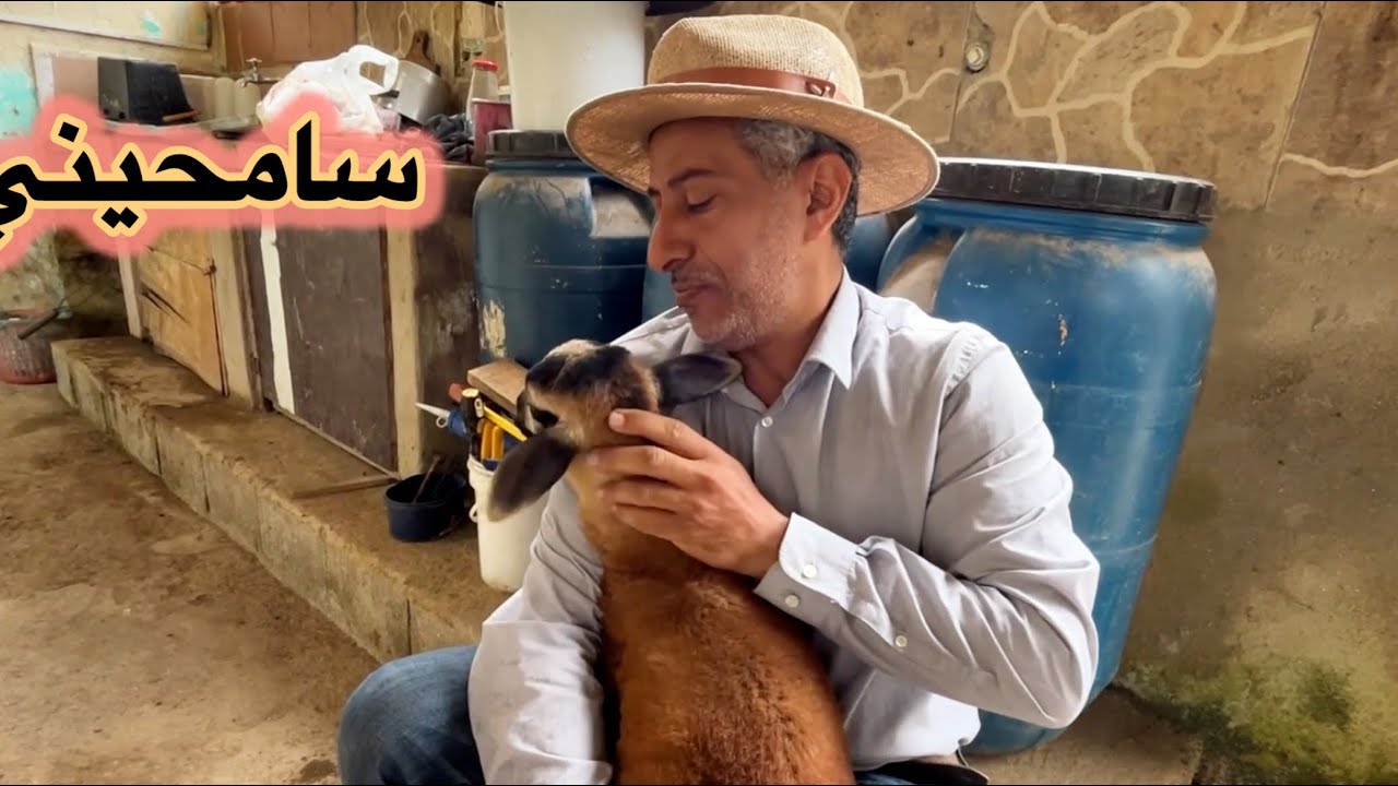 طعمنا الماعز و أعطيناهم B12 و أعطيناهم مضاد الطفيليات 