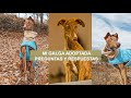 GALGO ESPAÑOL | ¿cómo es mi galga? ¿obedece? ¿va suelta? ¿cuánta energía tiene? | Q&A