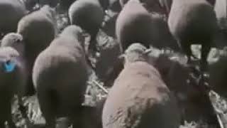 Sheeple Herd mentality experiment