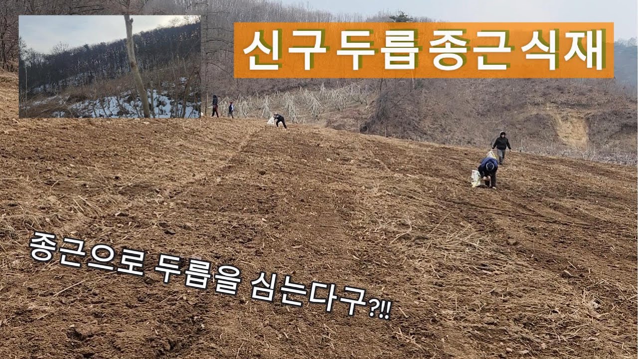 신구두릅 종근식재