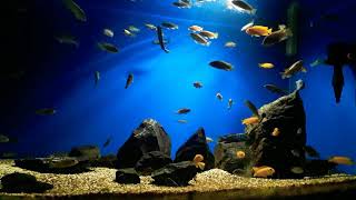 Nazende Sevgilim - Ney Ile Huzur ( Lake Malawi Mbuna Cichlids ) Resimi