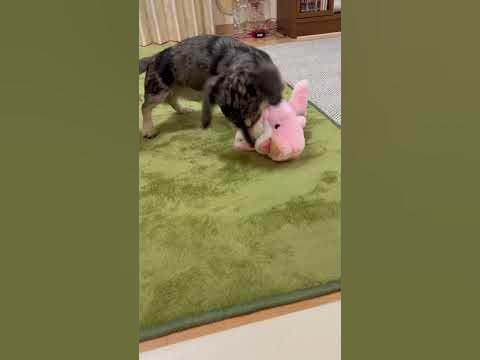 ロンのお土産🐶🐳 ️カニヘンダックス ダックス ダップル dog ron 犬 dachshund いぬのいる暮らし YouTube