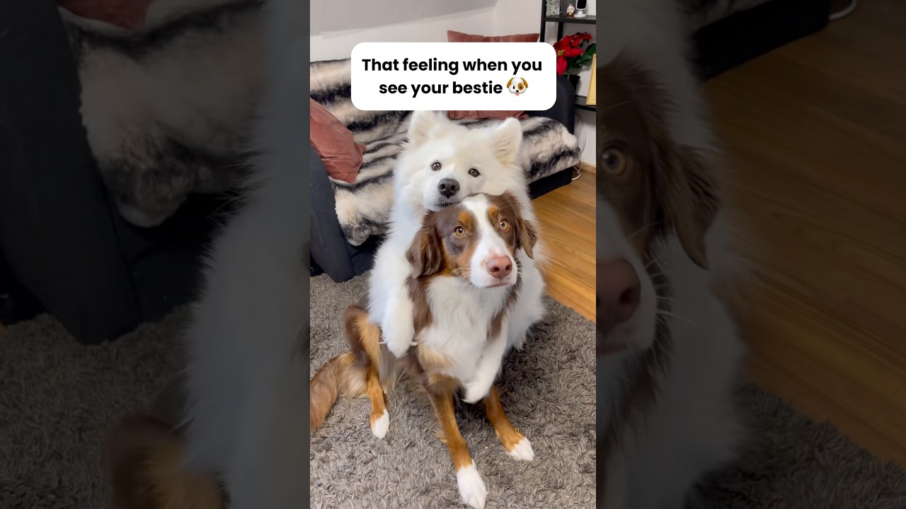 Dog Hugging is the best ❤️ 