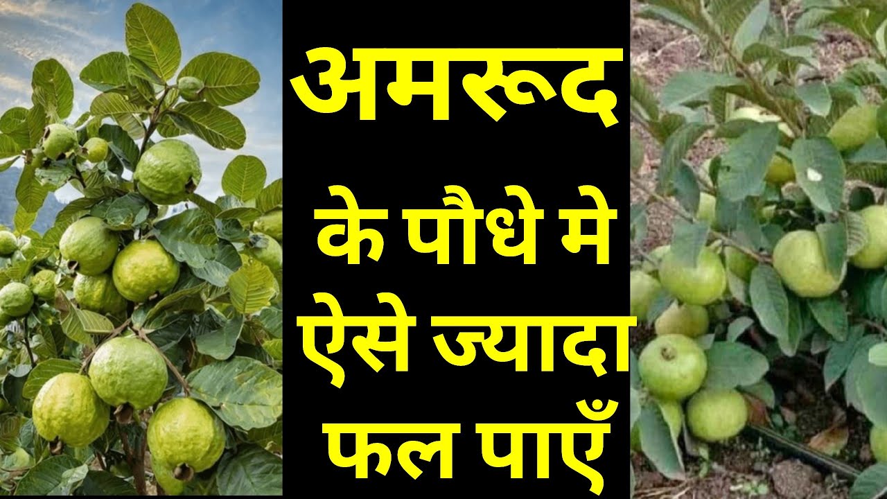 क्या अमरूद नही लग रहे ? 🍏🍏🍏🍏🍏100% रामबाण इलाज