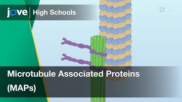 Microtubule Associated Proteins (MAPs) | Cell Bio | Video Textbooks - Preview
