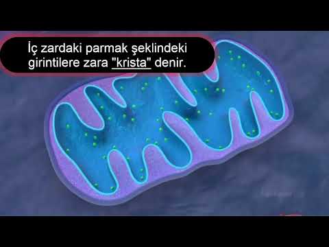 mitokondri