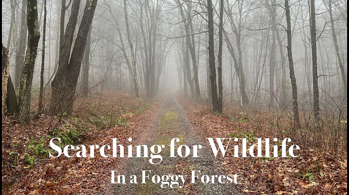 Search for Wildlife in a Foggy Forest