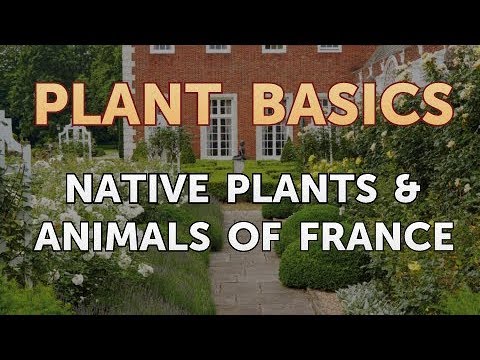 Native Plants & Animals of France - YouTube