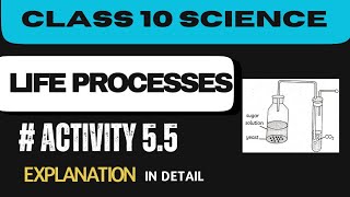 Activity 5.5 Class 10 Science Ch - 5 Life Processes Explanation in detail