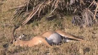 Baboons vs Leopard | Baboons save Impala from Leopard and Hyena | Baboons vs Python