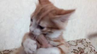 А вот и Лёлик -подброшенный котенок. А вот и Лёлик -подброшенный котенок.