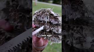Wasp Nest in Winter | #shorts