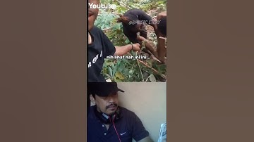 Pacarmu ganteng bisa cabut singkong tidak, video lucu #fyp #videolucu