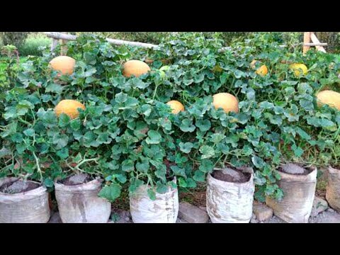 Growing melons in bags at home/uy sharoitida qopda qovin yetishtirish