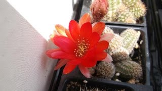 My Chamaecereus Cacti 'Peanut Cacti' in BEAUTIFUL flower