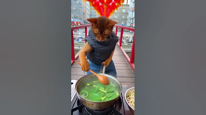 Video 11869081: abyssinian cat