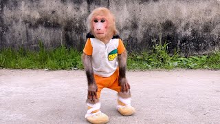 Download Lagu Monkey Bibi Explores Countryside Life at Grandma’s House! MP3 Download Lagu Monkey Bibi Explores Countryside Life at Grandma’s House! MP3