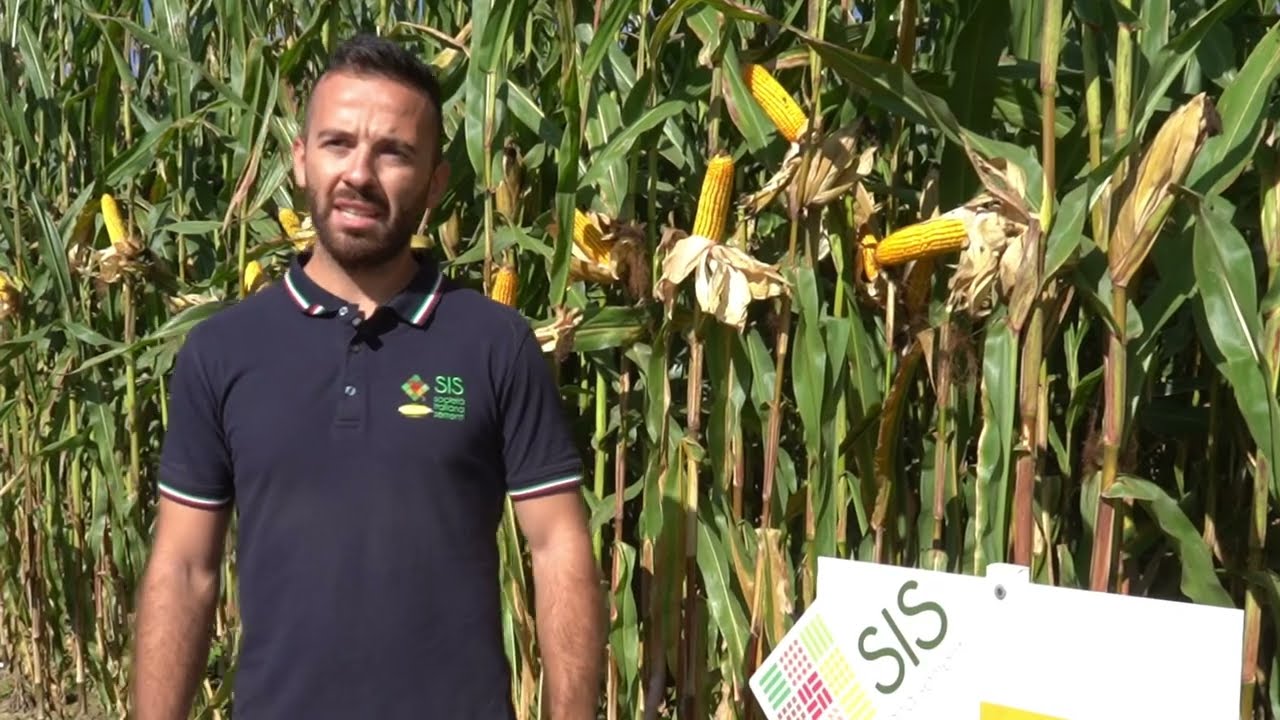 Presentazione ibridi di mais SIS - Pignatelli Day 2024