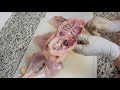 Middle of video