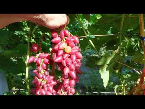 Виноград катруся каховская описание сорта фото